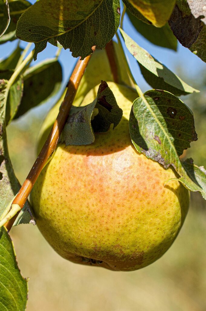 pear, pear tree, fruit, fruit tree, nature, tree, agriculture, summer, vitamins